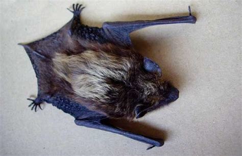 家中風水 家有蝙蝠